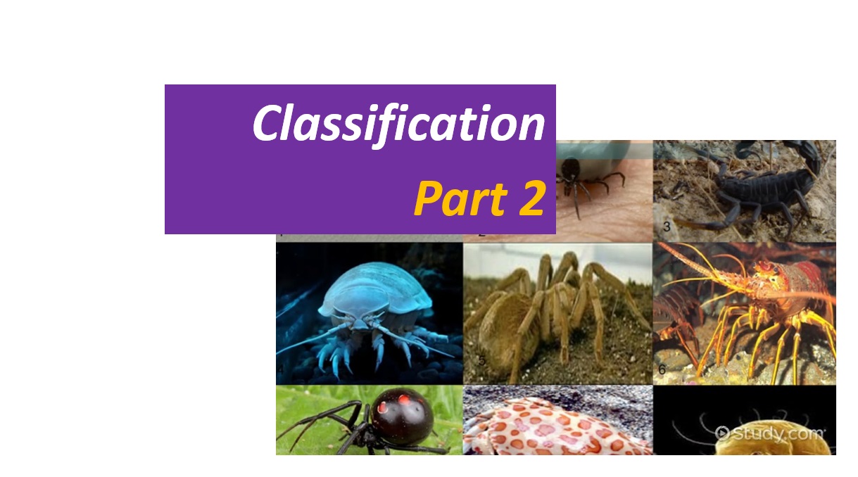 Classification - Part 2